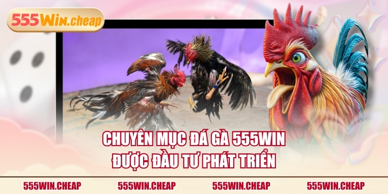 Đá Gà 555WIN | Ưu Điểm Nổi Bật Và 2 Đối Tác Hàng Đầu - Betvertex