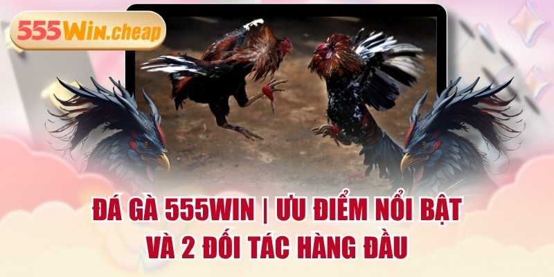 Đá Gà 555WIN | Ưu Điểm Nổi Bật Và 2 Đối Tác Hàng Đầu - Betvertex