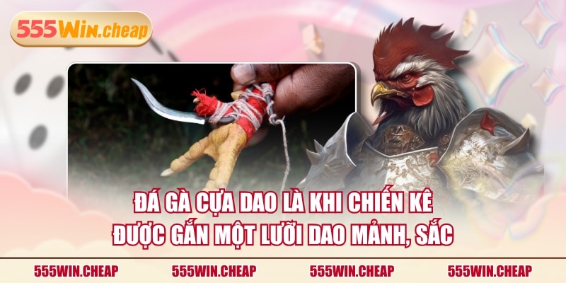 3 Trận Đá Gà Cựa Dao Nổi Bật Nhất Anh Em Sư Kê Từng Theo Dõi - Betvertex