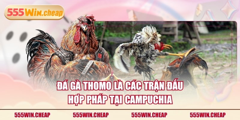 Đá Gà Thomo Hợp Pháp - Hướng Dẫn Tham Gia Cá Cược Chi Tiết - Betvertex