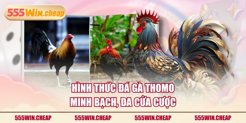 Đá Gà Thomo Hợp Pháp - Hướng Dẫn Tham Gia Cá Cược Chi Tiết - Betvertex
