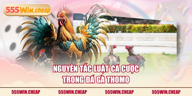 Đá Gà Thomo Hợp Pháp - Hướng Dẫn Tham Gia Cá Cược Chi Tiết - Betvertex